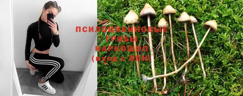 Псилоцибиновые грибы Psilocybe  купить наркотики цена  Кудымкар 